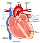 IHaeHeard.Com Heart Battles Heart Labels