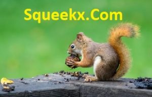 Squeekx.Com Gossip Blog